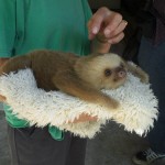 Baby Sloth