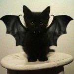 Vampire Bar Kitten