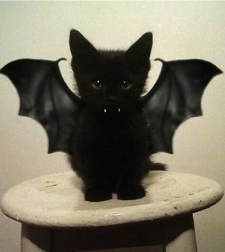 Vampire Bar Kitten