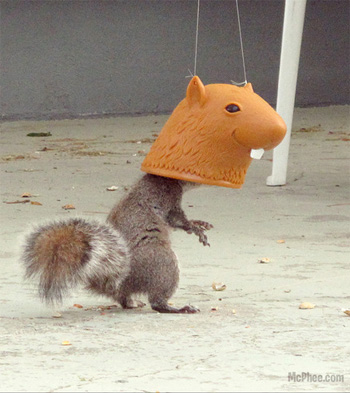 Big Head Squirrel Feeder