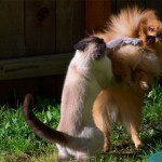 Cat Fights Dog in Most Dramatic Battle Ever Witnessed