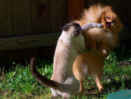 Cat Fights Dog in Most Dramatic Battle Ever Witnessed
