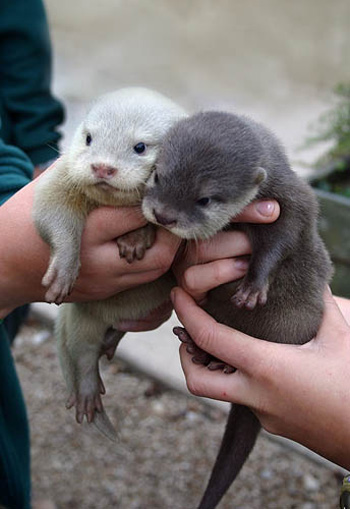 OMG Baby Otters