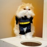 Cat in Batman Costume