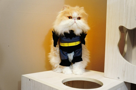 Cat in Batman Costume