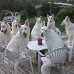 Dog Party