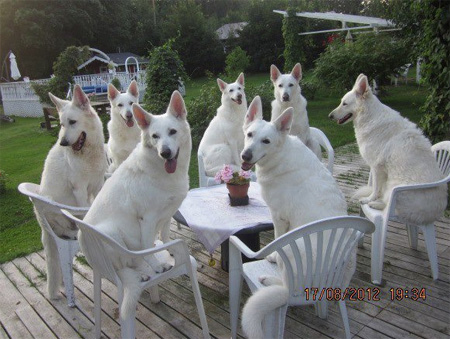 Dog Party