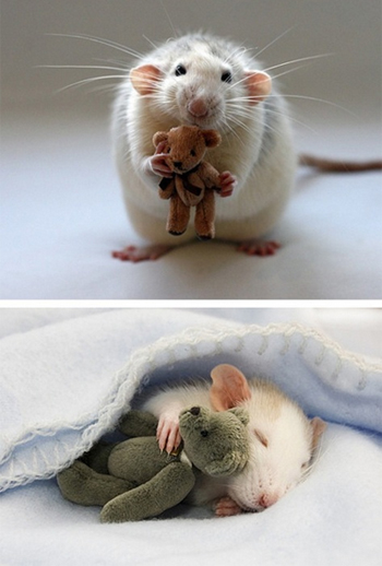 Mouse hugs a teddy