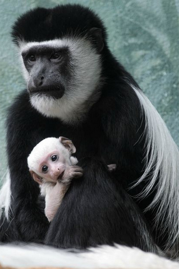 Baby Colobus Monkey