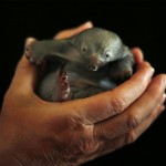 Bo, the baby Echidna
