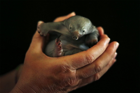 Bo, the baby Echidna