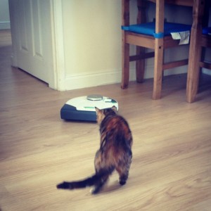 Cat stalking robot