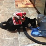Miniature Jockey riding a Cat
