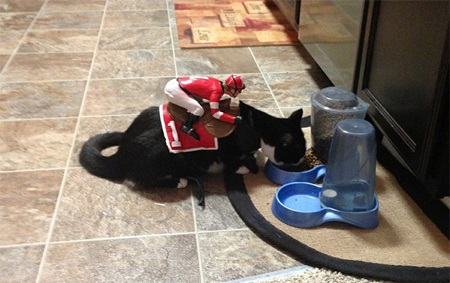 Miniature Jockey riding a Cat
