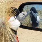 There's a bird in your wing mirror