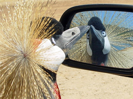 There's a bird in your wing mirror