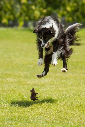Mouse Scares a Dog