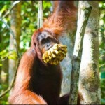 Banana-mouthed orangutan