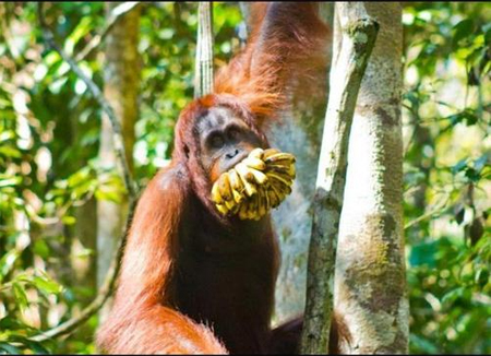 Banana-mouthed orangutan