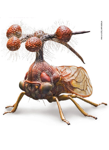 The Brazilian Treehopper is well weird yo