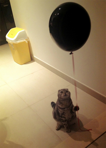 Cat with Balloon