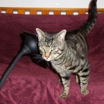 Gaius warming up to the MonkeyTail