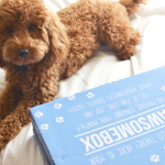 Pawsomebox
