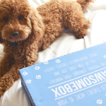 Pawsome news for pet lovers! The subscription box service for pets